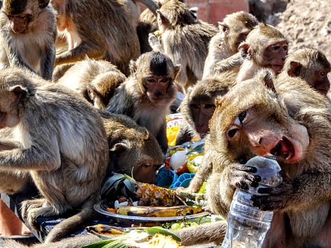 Lopburi monkeys