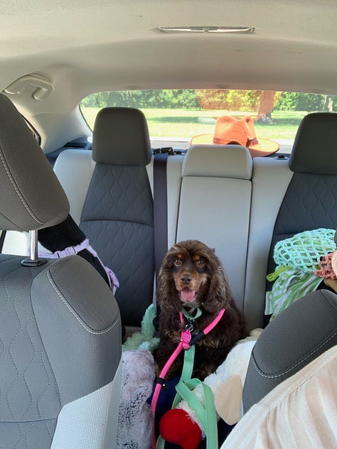 Blossom with her siblings at home, on car rides, looking out the window, and eating whipped cream