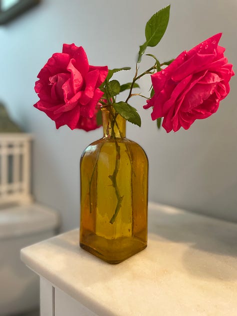 Various blooming roses and some cut into vases