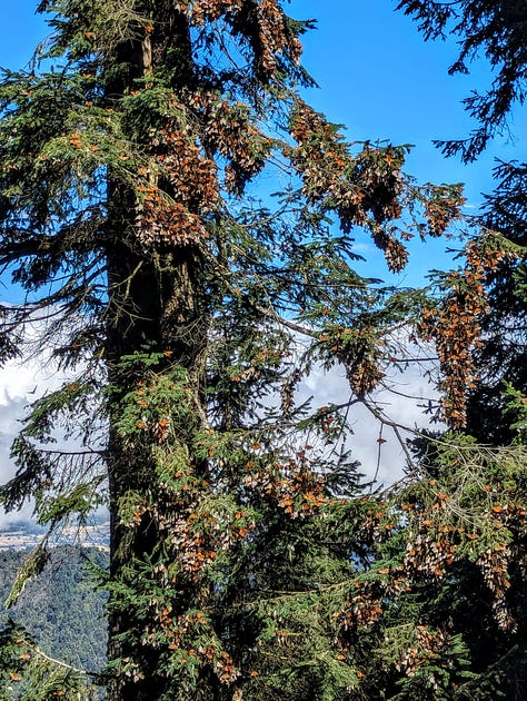 Monarch butterflies Mexico