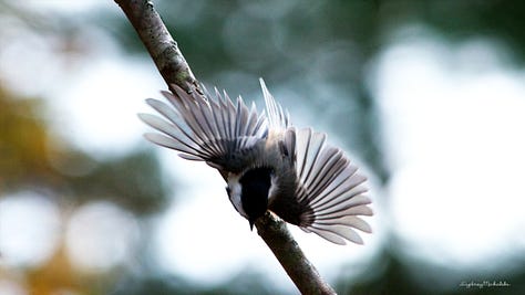 A gallery of three images features a nuthatch and chickadee hand-feeding and a chickadee in mid-flight.