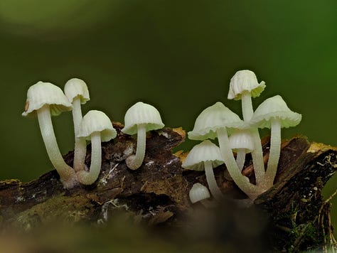 white mushrooms on wood