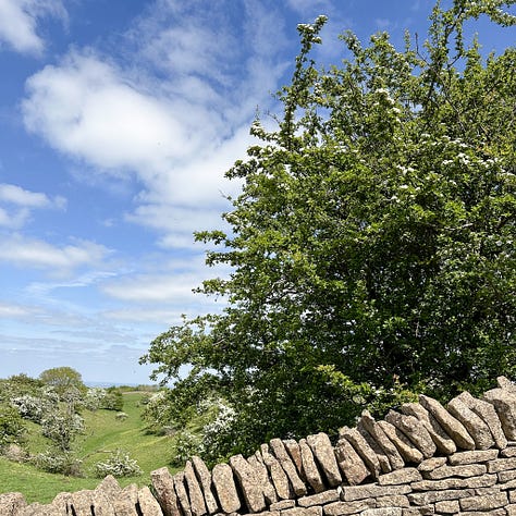 hawthorn trees May 2025