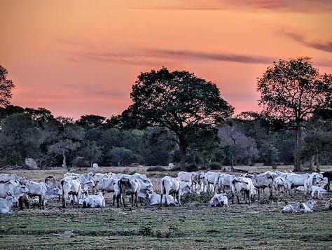 Cattle Pantanal