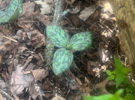 Spring Wildflowers 