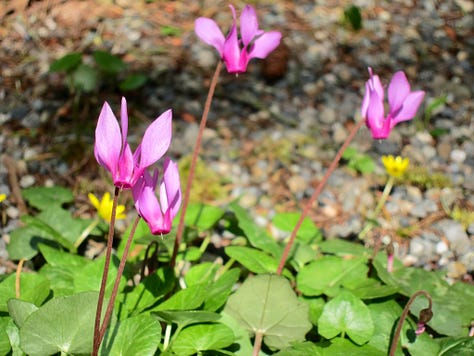 Closeup and overview series of shooting stars, pink dogtooth violet, fritallaria, primrose...perfection!