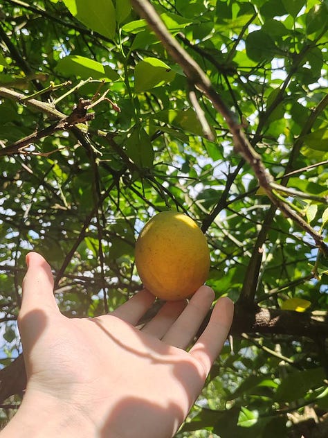 Around the Gorgiladze citrus farm