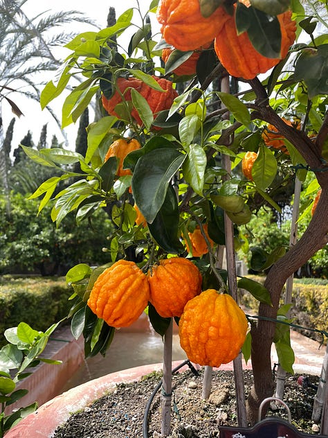 Six pictures of citrus fruits on trees and small bushes near walls in the gardens of Alcázar Palacio Portocarrero , Seville, southern Spain