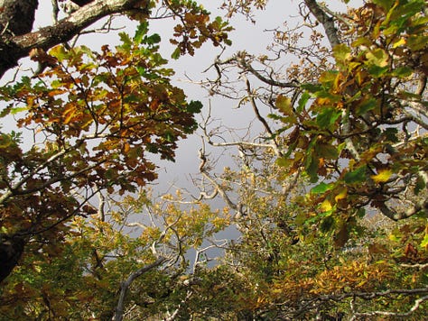 The light cast by the sun on the leaves with a background of grey clouds makes these images of the west coast of Scotland in autumn glow in different colours of fall. These Atlantic temperate rainforest woodlands are predominantly oak trees.
