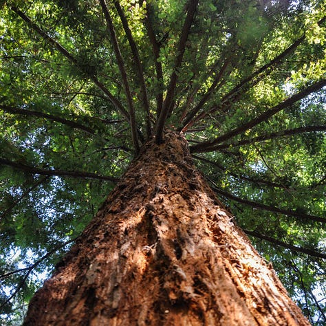 Trees, Tree Canopy