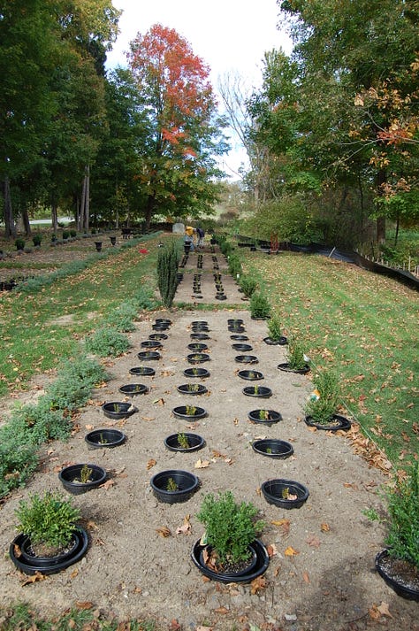 Working on our herbal and shrub crops and products.