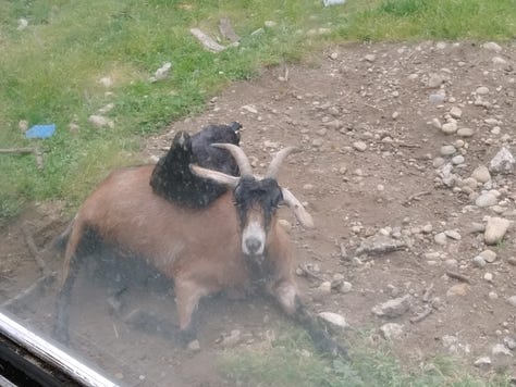 Love with a baby goat; volunteer goth chicken and devil goat, whi we sometimes fed through the window.