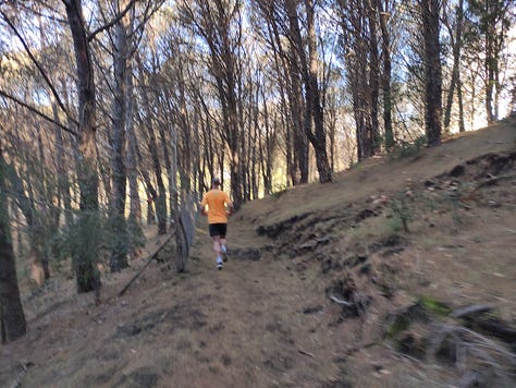 Views from the course, showing a sea view, some shaded and some open and sunny paths covered in pine needles