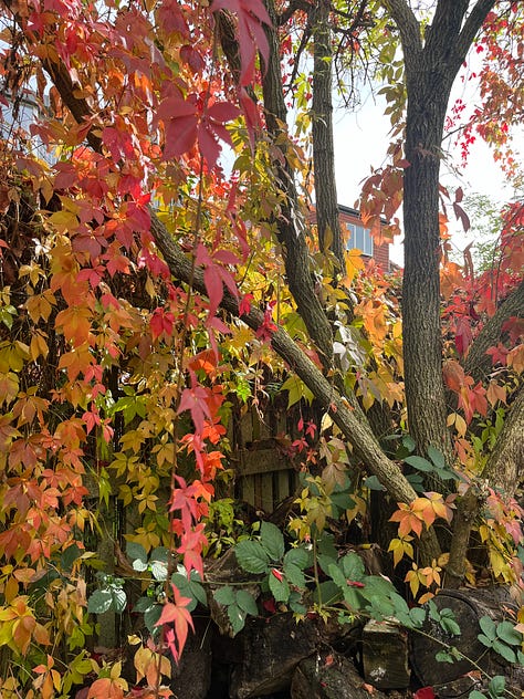 1. The translucent ovals of Honesty when it goes to seed; 2. Flowering indigo patch; 3. Only autumnal vibes from the Virginia Creeper over an elder.