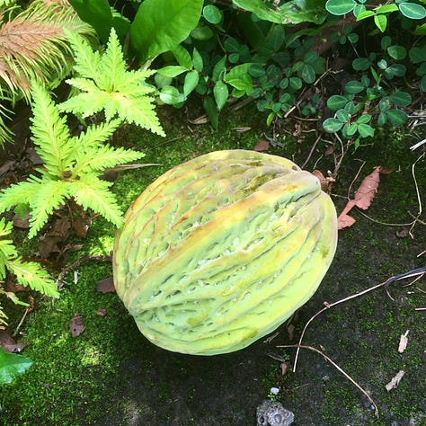 Jaguar cacao pod whole and opened
