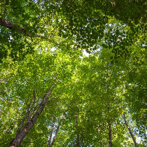 Trees, Tree Canopy