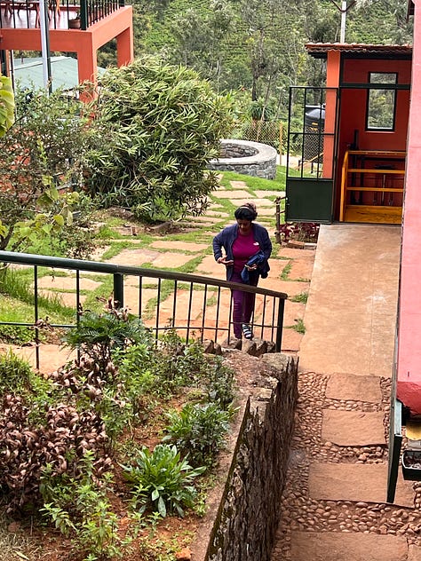 flutterings, determined to run up, a little Birdie, Looks like rain, violets and blues, a young climber outside our room- all form the backdrop of a naturally healthy environment