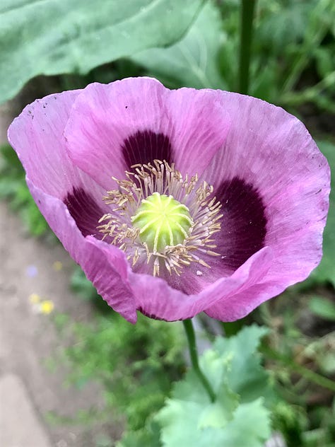 Hardy annuals, poppies and perennials in the gardens at Great Dixter. Photos by Julie Witmer