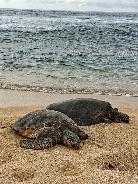 A collection of photos from Hawaii, including two whale tails rising from the water, a painted Maui mailbox, an historic museum in Lahaina, turtles on the beach, and the author enjoying a large burger in a location that's now likely burned.