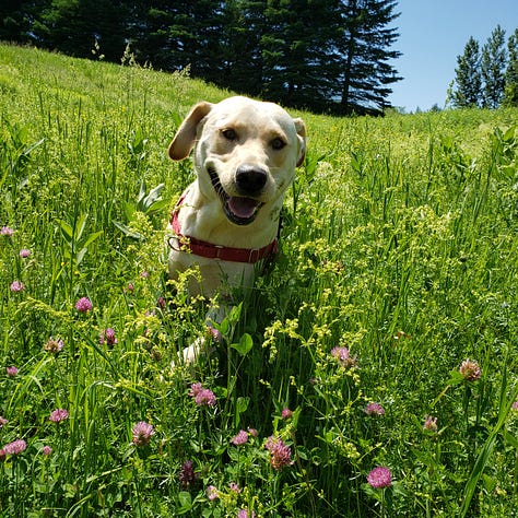 Baby with plaid hat and pacifier, one eyed cat, yellow Lab dog in field of clover