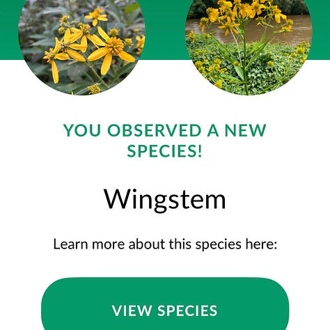 Three images to highlight the Seek app. The first image is a screenshot of the app as it loads, which features a white leaf logo against a green backdrop. The next image shows a photo of Butterweed, which the app lists as a native to Nicole's region. The final image says "You have observed a new species!" as the app kicks back more information about yellow wildflowers called wingstem.