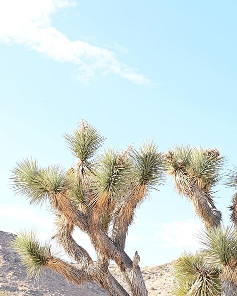 joshua tree @daniellegadams