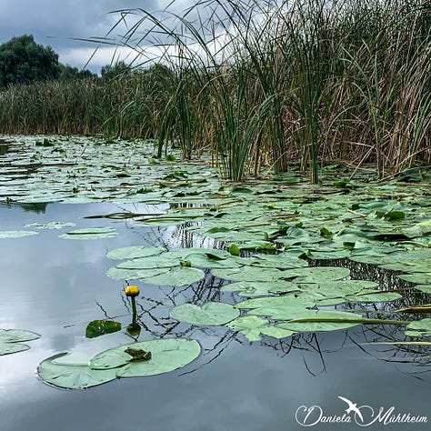 Water plants and a frog