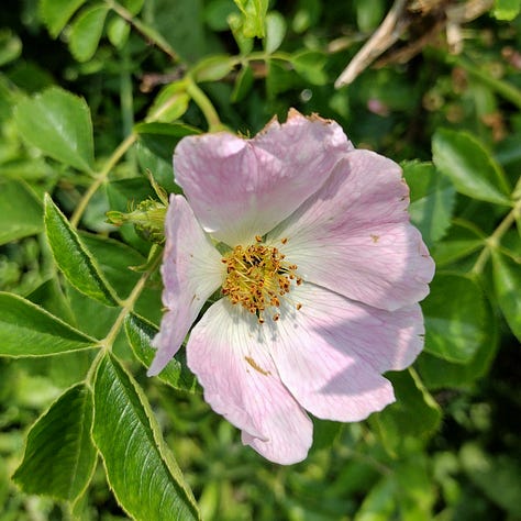 Image one is a bright pink wild rose with a yellow centre, 7nfulring in the morning su. 8mage two shows a bramble flower in close up, showing the thick growth of stamen in the centre of the flower. image three is another wild rose, this time paler pink and with dark stamen showing that the flower has been pollinated.