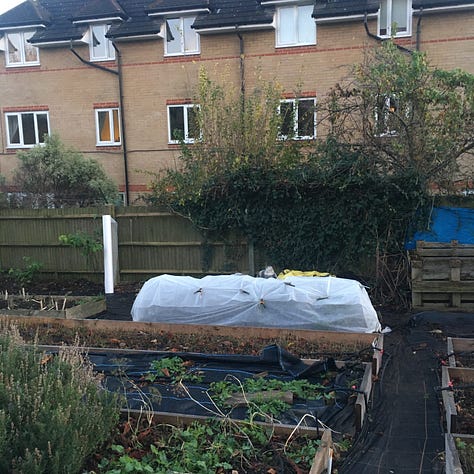 Small sage bush bed has been fleeced ready for the coming frost; Frost-bitten wilted yacón leaves trimmed off and cut up for the compost, with roots left in the ground.