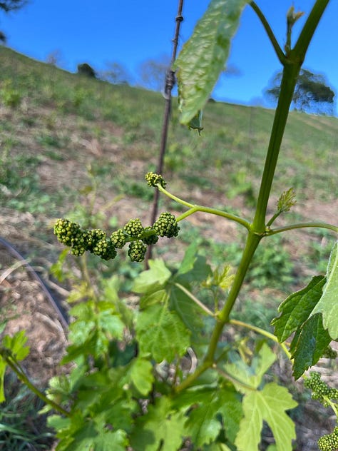 inflorescence Sardinia vineyard