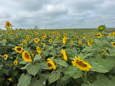 A trip through the flower patch in Akron, Iowa.