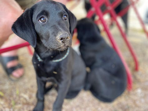 Black labrador pups