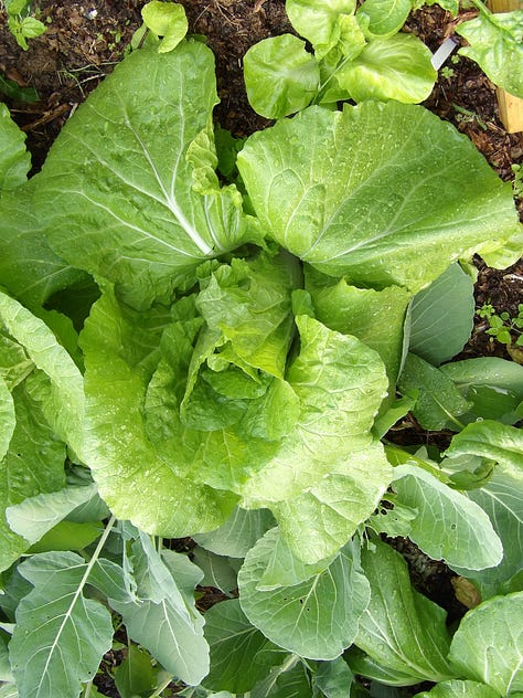 Brassica Family Vegetables - Middle - Kohlrabi - Chinese Cabbage on Right