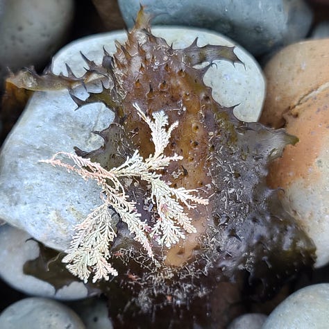 9 photos of Native Australian flowers and plants