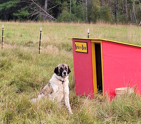 livestock guardian dog at work