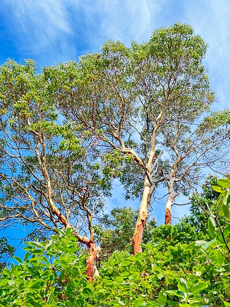 Trees in Skagit County