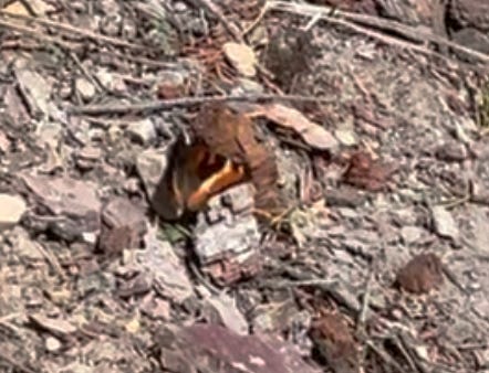 Three photos of butterflies in varying patterns of brown, red, orange, black, and white. I'm not sure of their names, though I think the middle, which is on my hand, is a painted lady or similar.