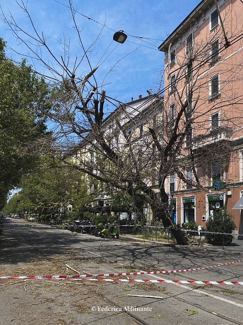 alberi caduti a Milano