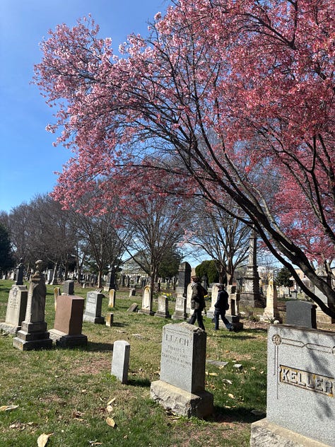 Tress in bloom in Washington D.C.
