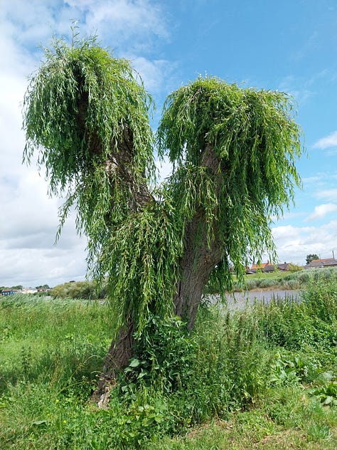 Maybe the spirit of the old ferryman lingers in the pollarded willow.