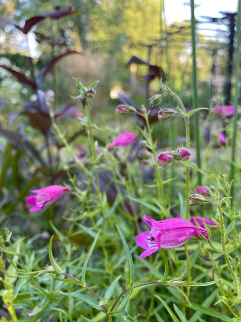 Mauve madness in the Cottage Garden: an Anemone japonica seedling that came up in the pea gravel path; Allium 'Millennium'; Geranium 'Rozanne'; Pink Penstemon; Echinacea and Phlox; Phlox 'Jeana'