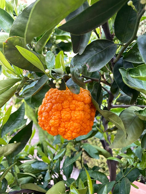 Six pictures of citrus fruits on trees and small bushes near walls in the gardens of Alcázar Palacio Portocarrero , Seville, southern Spain