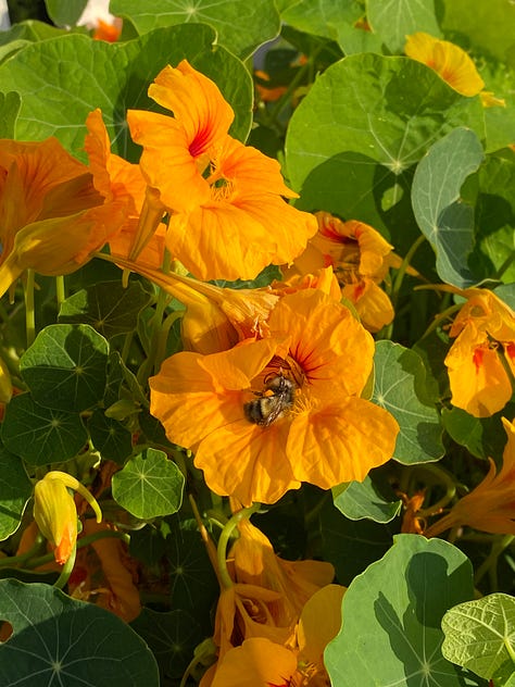 nasturtium flower with a bee in it, blue borage flowers, dried seeds