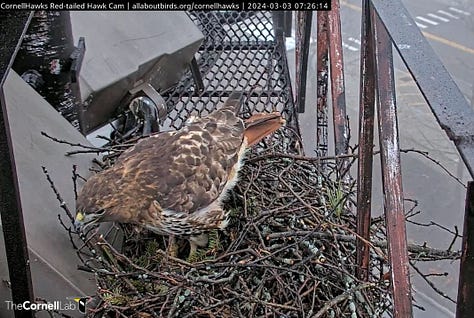 female Red-tailed hawk nest building