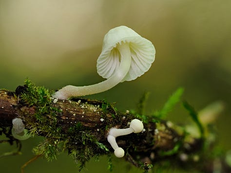 white mushrooms on wood