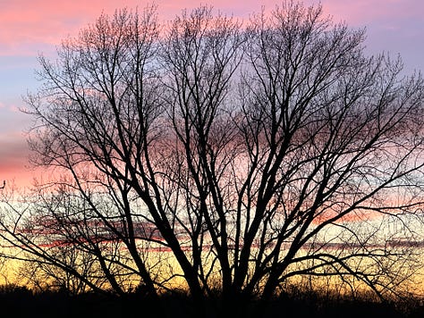 Three photos of sunsets on different days but with the same tree in front of the various colors.