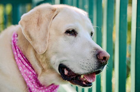 Labrador Retriever