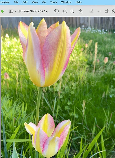 gorgeous tulips of many colors