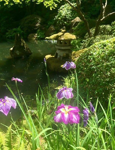 A series of photos of the Strolling Pond garden with koi fish in the water, irises in bloom, reflections of leaves, and a Japanese lantern covered in moss.