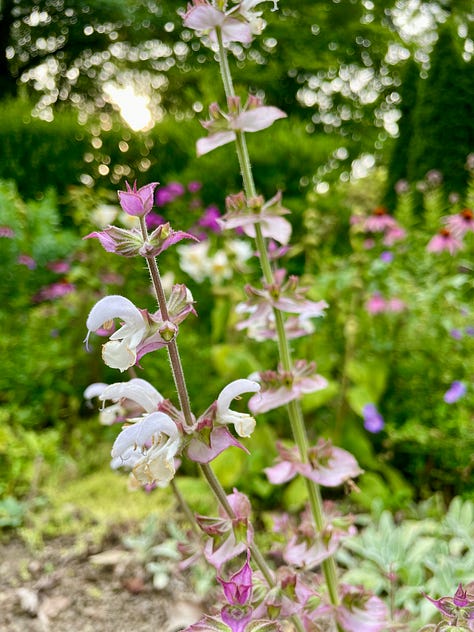 Flowers in the Cottage Garden: Echinacea, Euphorbia myrsinites, Clary sage, Geranium 'Ann Folkard', yellow lily 'Honeymoon', Echinops, Euphorbia donnii with Lilium regale, Eutrochium, one of the few Hemerocallis at Havenwood, H. 'Nosferatu'